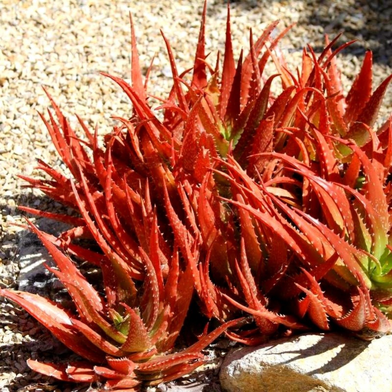 Aloe Cameronii v Red