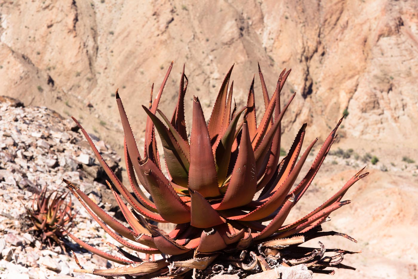 Aloe Gariepensis