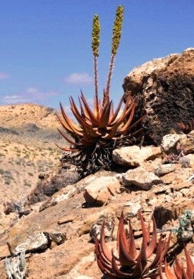 Aloe Gariepensis