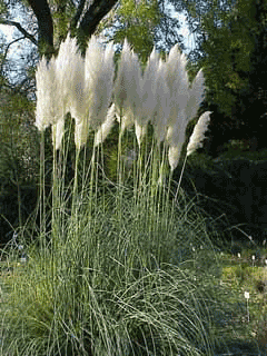 Cortandrea selloana - pampus grass