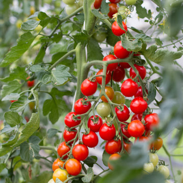 Tomato Mexican Honey