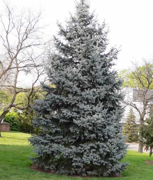 Abies concolor glauca silver fir