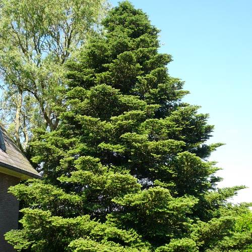 Abies koreana Korea fir