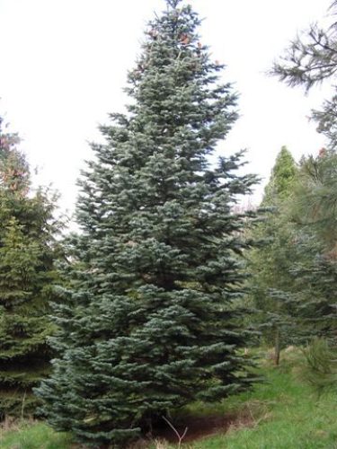 Abies magnifica splendor fir