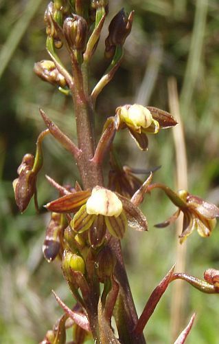 Acrolophia cochlearis Ear-Like
