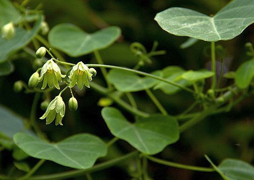 Adenia gummifera var gummifera Monkey rope