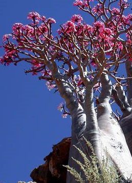Adenium Somalense var somalense