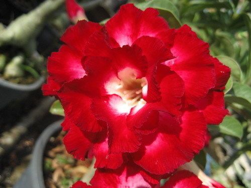 Adenium obesum Aeksiam