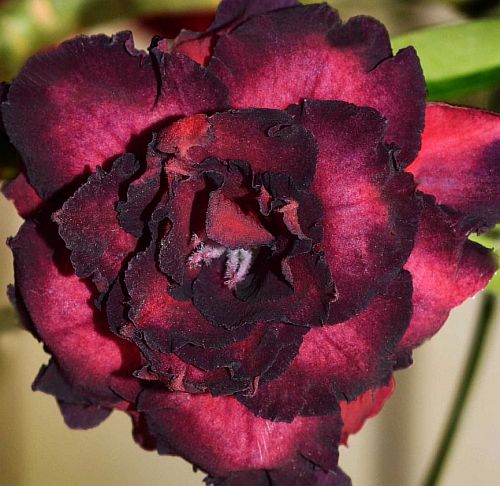 Adenium obesum Black Bird