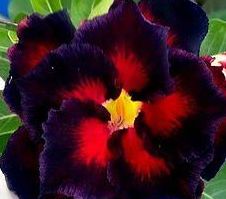 Adenium obesum Black Butterfly