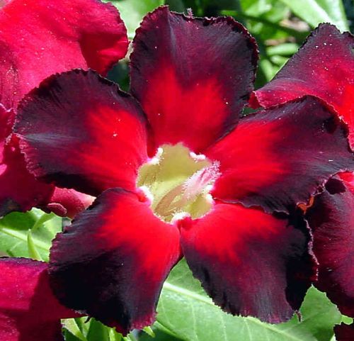 Adenium obesum Black Emperor