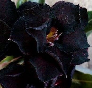 Adenium obesum Black Steel