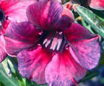 Adenium obesum Blueberry