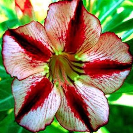 Adenium obesum Bondyred