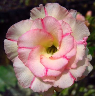 Adenium obesum Chankajang