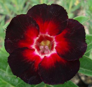 Adenium obesum Choktaveetrup