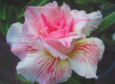 Adenium obesum Curly Lace