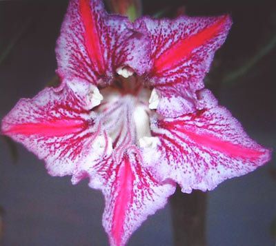 Adenium obesum Dance of the Butterfly