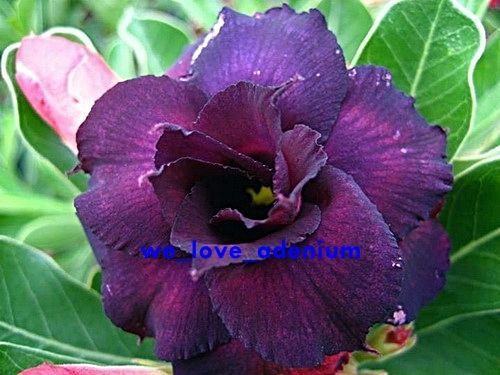 Adenium obesum Deep Purple Doxzon