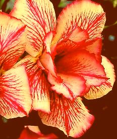 Adenium obesum Double Maroon King