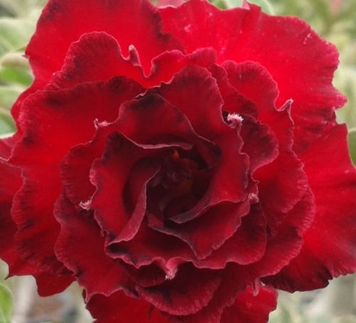 Adenium obesum Fire Stone