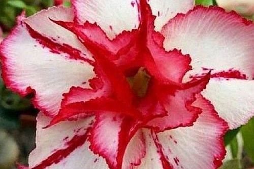 Adenium obesum Fire of Love