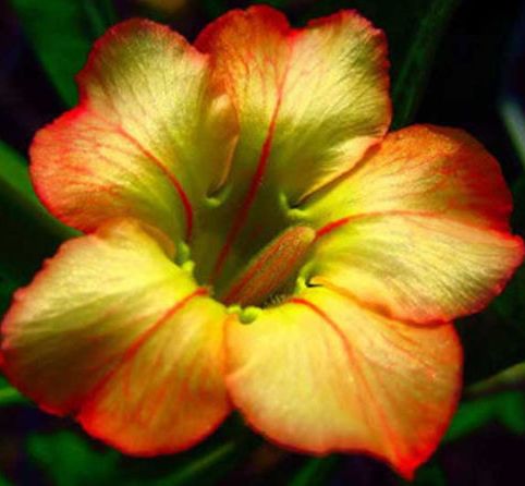 Adenium obesum Honey