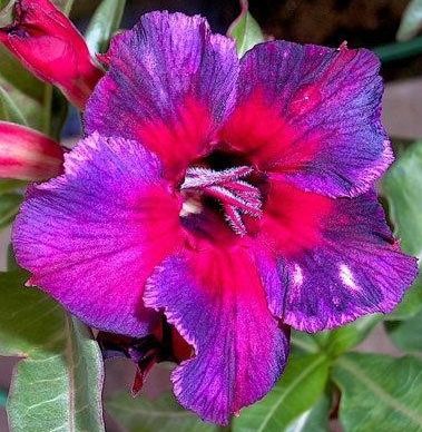 Adenium obesum Koleidescope