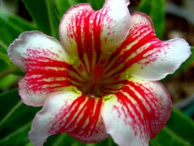Adenium obesum Laymungorn