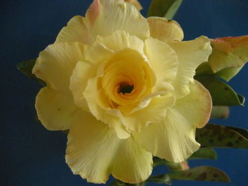 Adenium obesum Luangpaumsap