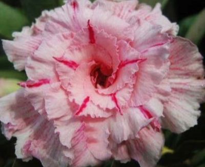 Adenium obesum Mary Poppins