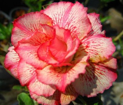 Adenium obesum Money