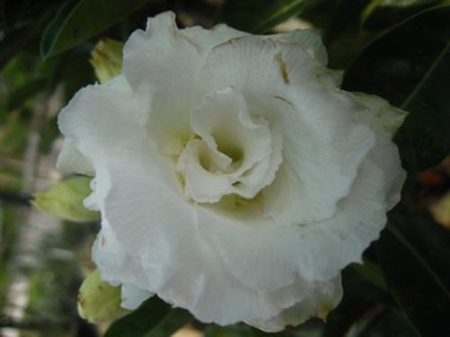 Adenium obesum Nang Faah