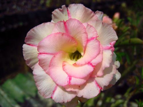 Adenium obesum Nangngam