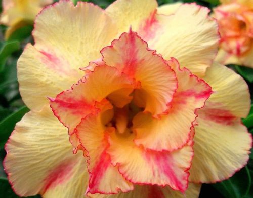 Adenium obesum Orange V