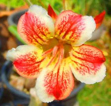 Adenium obesum Paw Pun