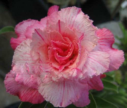 Adenium obesum Pink Panther