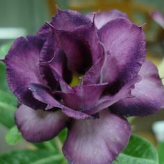 Adenium obesum Purple Doxxon