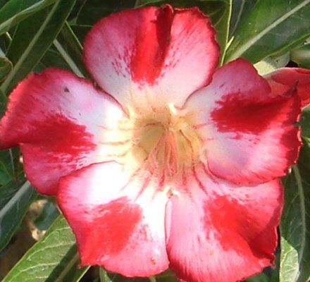 Adenium obesum Red Moonlight