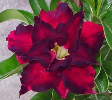 Adenium obesum Rose