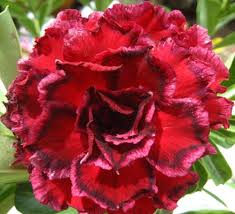 Adenium obesum Swan7