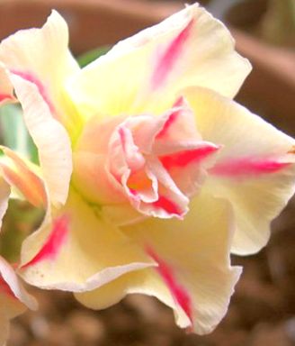 Adenium obesum Sugered Lilac