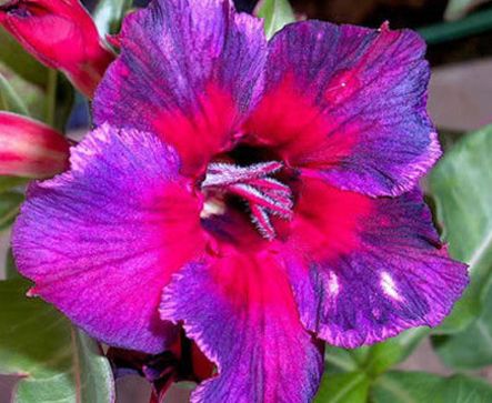Adenium obesum Thailand