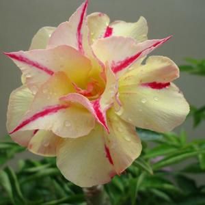 Adenium obesum Tongnopprakun