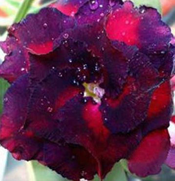 Adenium obesum Triple Blue Lace