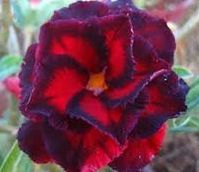 Adenium obesum Triple Magnificent