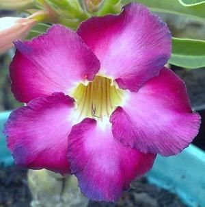 Adenium obesum Ultra Violet