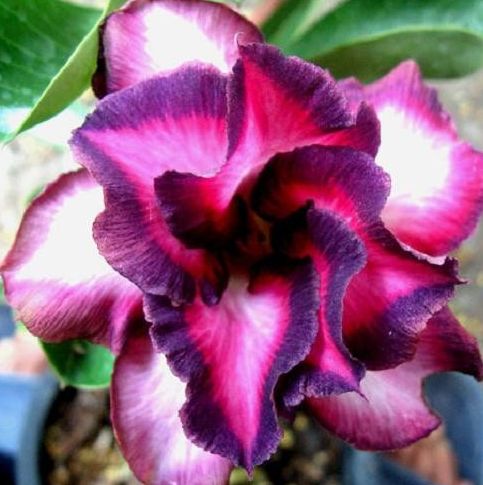 Adenium obesum Violet City