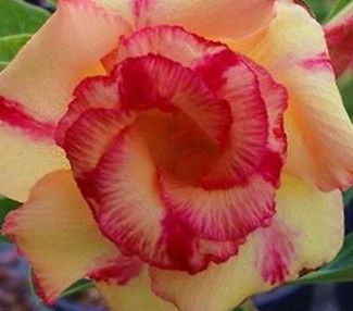 Adenium obesum Worn Hole