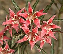 Adenium Somalanse var cripsum